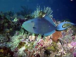 Red-tooth Triggerfish, Odonus niger