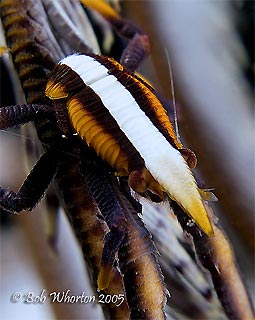 Squat Lobster