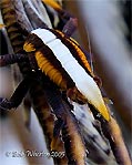 Squat Lobster