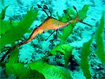 Weedy Sea Dragon