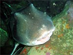 Port Jackson Shark