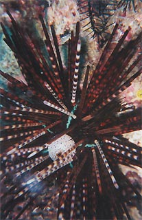 Sea Urchin