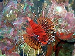 The Lion Fish