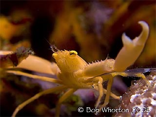 Yellow Coral Crab