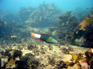 Crimson-banded Wrasse (male)