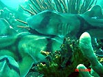 Port Jackson sharks