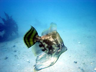 Fan-belly Leatherjacket