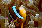 Anemonefish