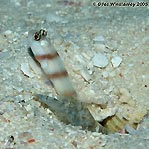 Shrimp Goby