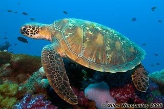 Green Turtle