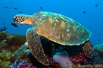 Green Turtle