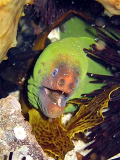 Green Moray