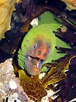 Green Moray