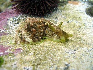 Sea Hare