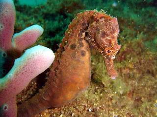 Far West Reef Seahorse