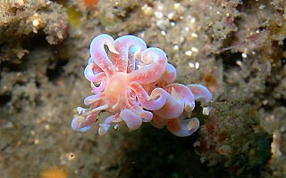 <em>Phyllodesmium poindimiei</em>