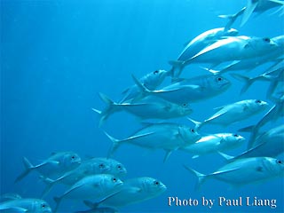 Big Eye Trevally