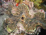 Giant Clam