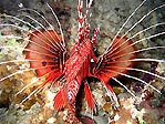 Spotfin Lionfish