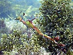 Weedy Seadragon at Rottnest