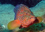 Coral Rockcod on the Yongala