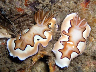 <em>Chromodoris coi</em> at Exmouth