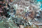 Western Frogfish at Exmouth