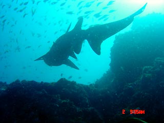 Grey Nurse Shark silhouette