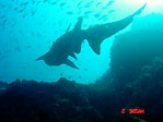 Grey Nurse Shark silhouette