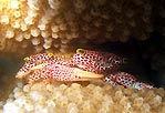 Porcelain Crabs by John Jaycock, Christmas Island