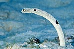 Garden Eel by Robin Hughes, Christmas Island