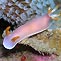<em>Hypselodoris bullocki</em>