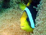 Orange-fin Anemonefish