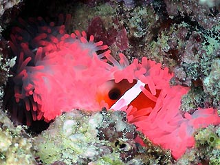 Kadavu Anemonefish