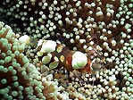 Popcorn Shrimp in Fiji