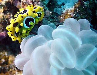 <em>Phyllidia ocellata</em> with Bubble Wrap