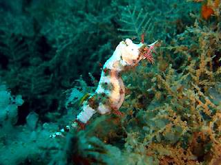 Pygmy Pipehorse (<em>Idiotropiscis lumnitzeri</em>)