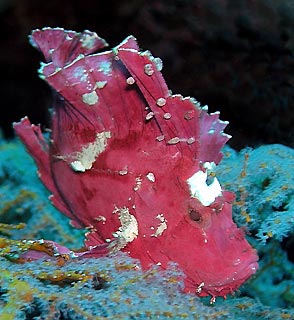 Leaf Scorpionfish (<em>Taenianotus triacanthus</em>)