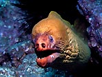 Green Moray (<em>Gymnothorax prasinus</em>)