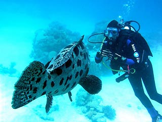 Jude and a Potato Cod