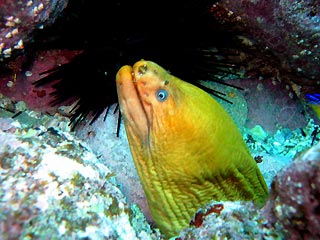 Moray Eel