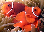 Spine-cheek Anemonefish (<em>Premnas biaculeatus</em>)