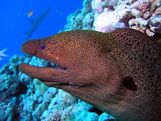 Giant Moray Eel (<em>Gymnothorax javanicus</em>)