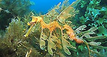 Southcoast Dragon 2