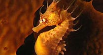 Seahorse