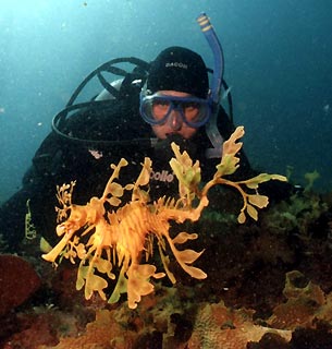 Leafy Seadragon (<em>Phycodurus eques</em>)