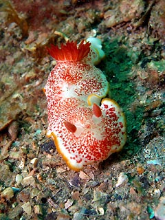 <em>Chromodoris tinctoria</em>