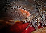 Pink Anemonefish