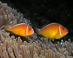 Pink Anemonefish