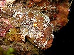 Frogfish